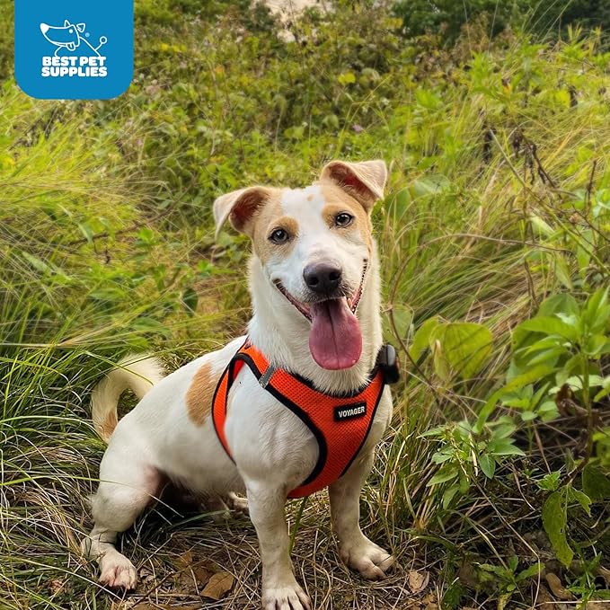Voyager Step-in Air Dog Harness - All Weather Mesh, Reflective, No Pull Harness for Small, Medium Dogs, Cats - Secure with Hook & Loop Fastener, Buckle, Double D-Rings - Orange/Black Trim, S