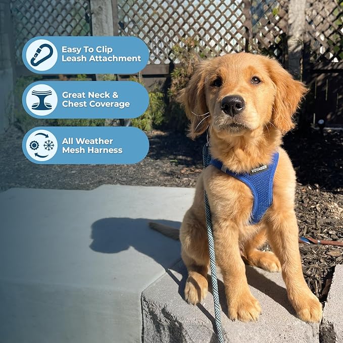 Voyager Step-in Air Dog Harness - All Weather Mesh, Reflective, No Pull Harness for Small, Medium Dogs, Cats - Secure with Hook & Loop Fastener, Buckle, Double D-Rings - Royal Blue, XXS