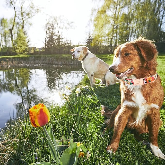 Lionheart glory Premium Floral Dog Collars Spring Dog Collar, Adjustable Heavy Duty Girl Dog Collar for Small Dogs