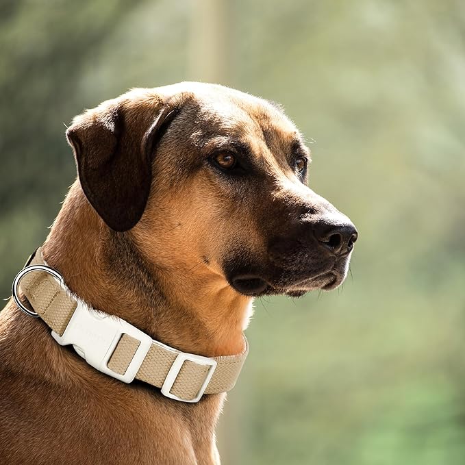 Plutus Pet Cotton Dog Collar, Heavy Duty Collar with Soft Padding, Adjustable and Comfortable for Small Medium and Large Dogs, Beige, M