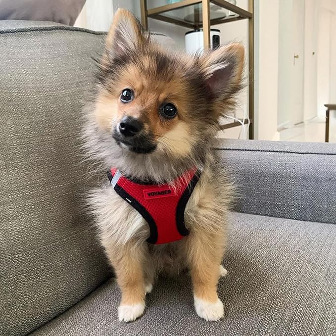 Voyager Step-in Air Dog Harness - All Weather Mesh, Reflective, No Pull Harness for Small, Medium Dogs, Cats - Secure with Hook & Loop Fastener, Buckle, Double D-Rings - Red/Black Trim, M