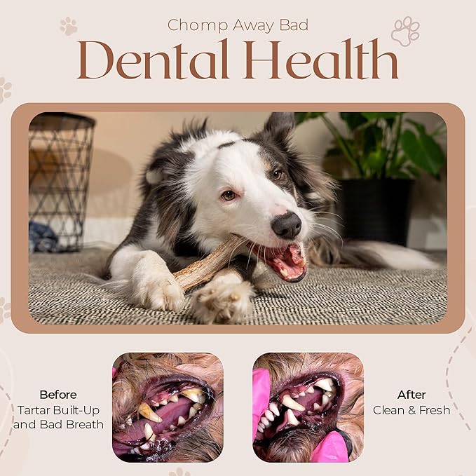 Premium White Tail Deer Antler Dog Chews, 100% All Natural, Naturally Shed Antlers, Select Cut to Size, Sanded Smooth, Dog Bones (1 Pack) (Large)