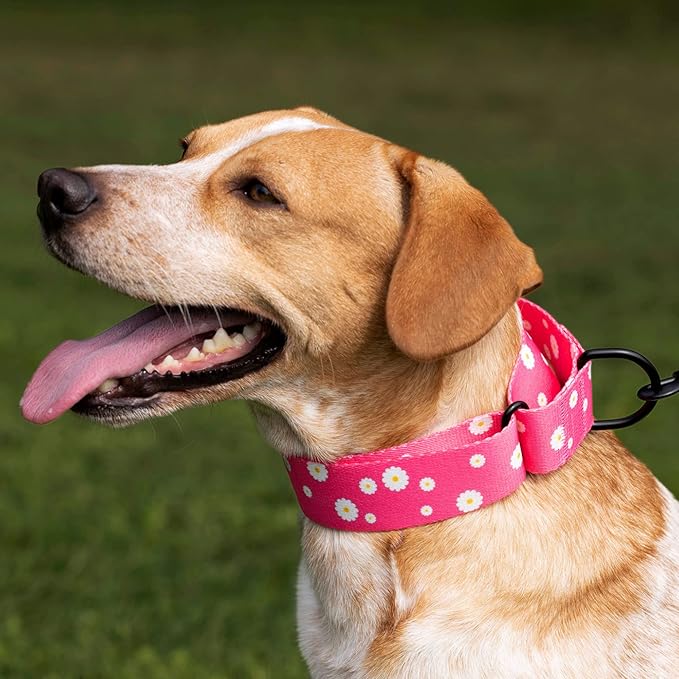 CollarDirect Martingale Collars for Dogs Heavy Duty Floral Pattern Female Safety Nylon Training Wide Collar Flower Design Large Medium (M, Neck Size 12"-17", Navy Blue)