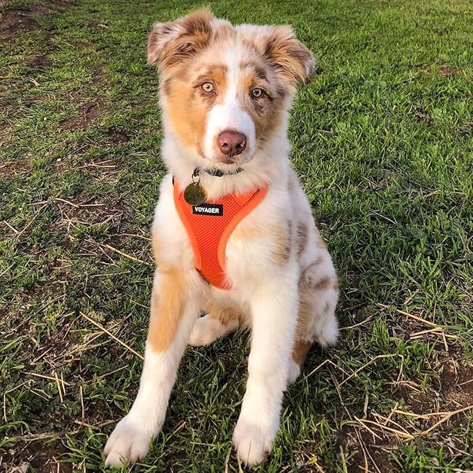 Voyager Step-In Air Dog Harness - All Weather Mesh, Reflective, No Pull Harness for Small, Medium Dogs, Cats - Secure with Hook & Loop Fastener, Buckle, Double D-Rings - Orange, XXXS