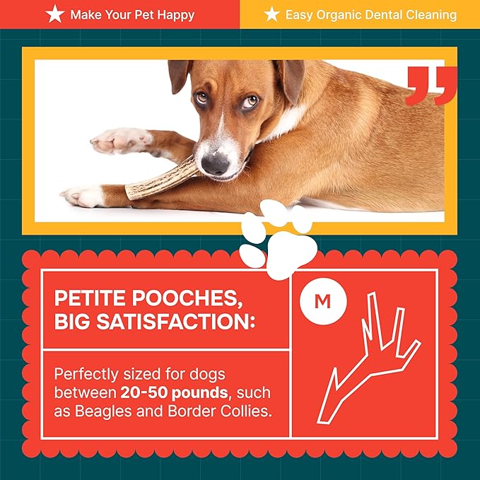 100% Natural - Elk Antlers for Dogs (3 Pack) - Chewers - Naturally Shed in USA - Dog Antler Chews for Medium Breeds - Natural, Long-Lasting Treats for Aggressive Chewers - No Odor & No Mess - Medium