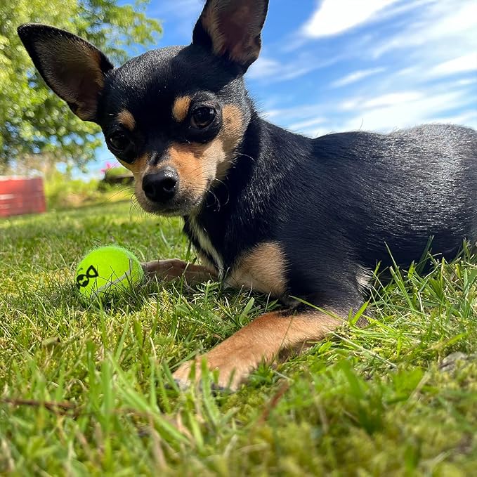 Tennis Balls for Small Dogs Pack of 12 Colorful Easy Catching Pet Toy Balls (2.0inch-4colors)