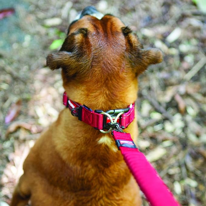EzyDog Double Up Premium Nylon Dog Collar with Reflective Stitching - Double D-Rings for Superior Strength, Safety, and Comfortability - Non-Rusting and Includes an ID Attachment (Large, Purple)