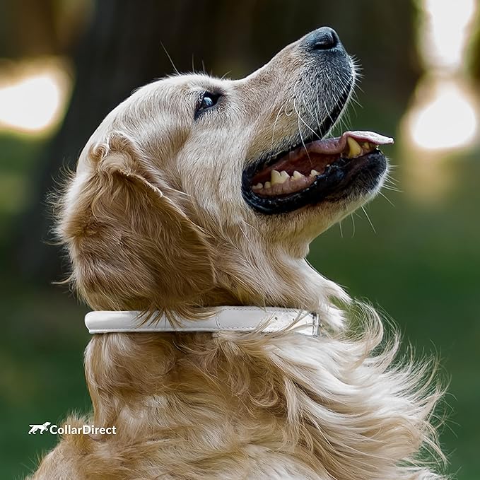 CollarDirect Rolled Leather Dog Collar, Soft Padded Round Puppy Collar, Handmade Genuine Leather Collar Dog Small Large Cat Collars 13 Colors (8-11 Inch, White Textured)