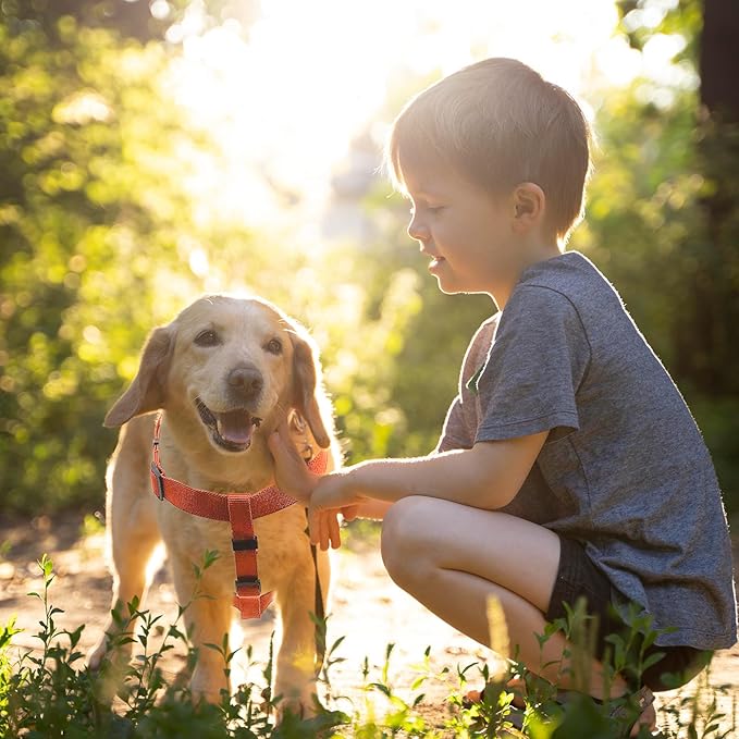 Dog Harness and Leash Set for Large Dogs Rayon Derived from Bamboo 90%, Polyester 10%, No Pull Dog Harness, Step-in Adjustable Dog Leash, Easy to Wear for Large Dogs-Orange