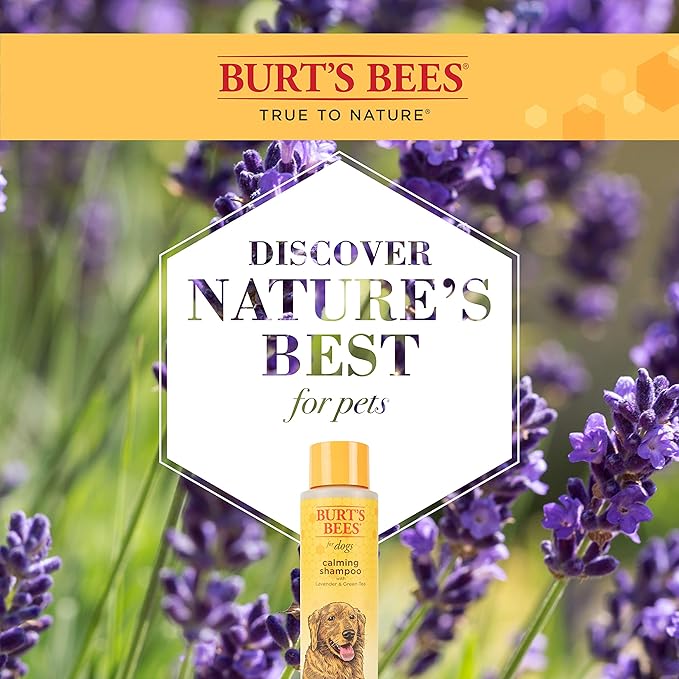 Burt's Bees for Pets Calming Dog Shampoo with Lavender and Green Tea, 2 Pack, 95% Natural Origin Formulas, Calming Lavender Dog Shampoo - Gentle Dog Shampoo, Best Dog Shampoo, Lavender, 2pk, 16 oz