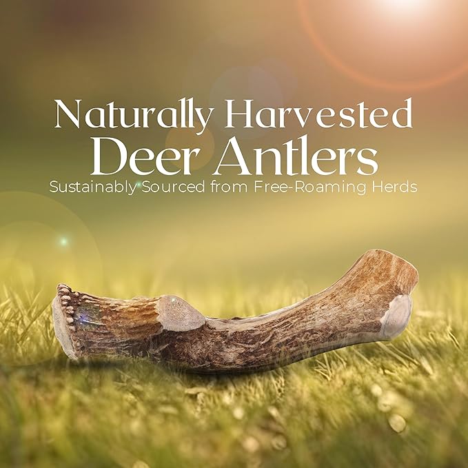 Premium White Tail Deer Antler Dog Chews, 100% All Natural, Naturally Shed Antlers, Select Cut to Size, Sanded Smooth, Dog Bones (1 Pack) (Extra Large)