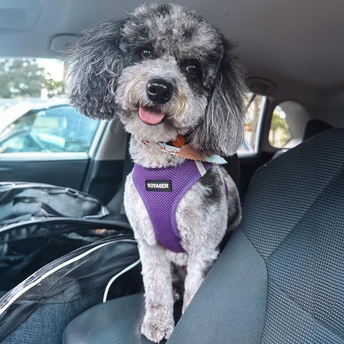 Voyager Step-in Air Dog Harness - All Weather Mesh, Reflective, No Pull Harness for Small, Medium Dogs, Cats - Secure with Hook & Loop Fastener, Buckle, Double D-Rings - Purple, S