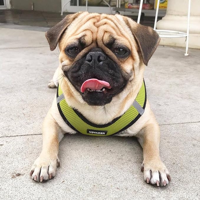 Voyager Step-in Air Dog Harness - All Weather Mesh, Reflective, No Pull Harness for Small, Medium Dogs, Cats - Secure with Hook & Loop Fastener, Buckle, Double D-Rings - Lime Green/Black Trim, XXS
