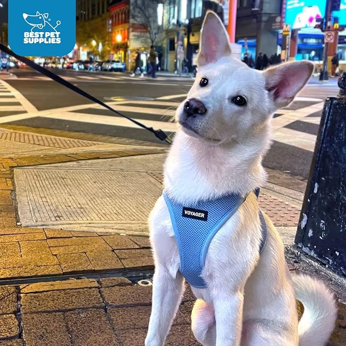 Voyager Step-in Air Dog Harness - All Weather Mesh, Reflective, No Pull Harness for Small, Medium Dogs, Cats - Secure with Hook & Loop Fastener, Buckle, Double D-Rings - Baby Blue, L