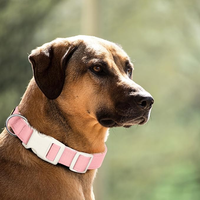 Plutus Pet Cotton Dog Collar, Heavy Duty Collar with Soft Padding, Adjustable and Comfortable for Small Medium and Large Dogs, Pink, S