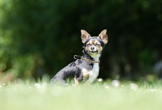 Braided Rope Collar, Pro Training Dog Collar, No Pull Round Martingale Collar, Slip Collar with Slidable Stop Ring - Ideal for Small Dogs (S (1/3") - 16" Long, Khaki)