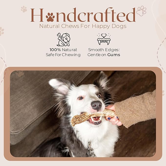 Premium White Tail Deer Antler Dog Chews, 100% All Natural, Naturally Shed Antlers, Select Cut to Size, Sanded Smooth, Dog Bones (1 Pack) (Large)