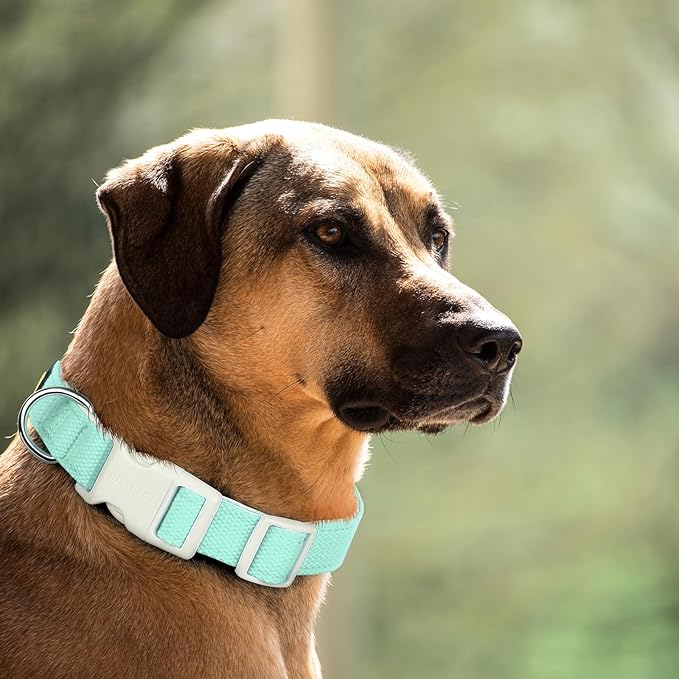 Plutus Pet Cotton Dog Collar, Heavy Duty Collar with Soft Padding, Adjustable and Comfortable for Small Medium and Large Dogs, Light Cyan, XS