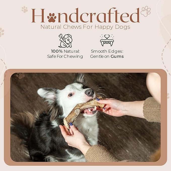 Premium White Tail Deer Antler Dog Chews, 100% All Natural, Naturally Shed Antlers, Select Cut to Size, Sanded Smooth, Dog Bones (1 Pack) (Extra Large)