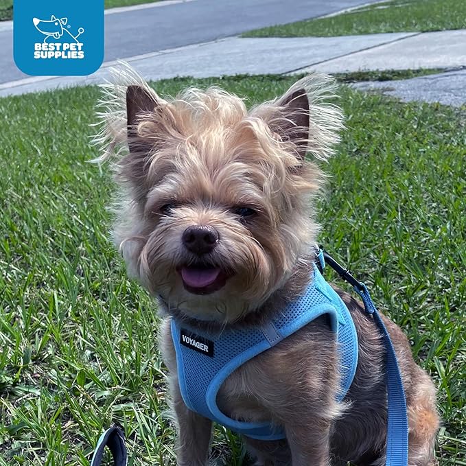 Voyager Step-in Air Dog Harness - All Weather Mesh, Reflective, No Pull Harness for Small, Medium Dogs, Cats - Secure with Hook & Loop Fastener, Buckle, Double D-Rings - Baby Blue, XS