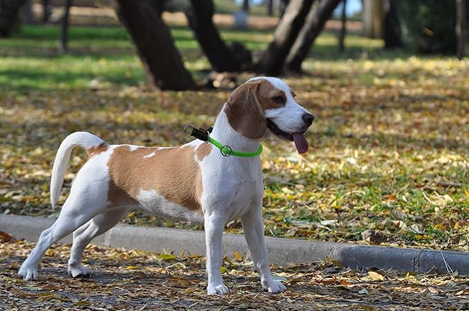 Braided Collar, Pro Training Dog Collar, No Pull Round Collar, Slip Collar with Slidable Stop Ring - Ideal for Small Medium Dogs (M- (1/3") - 18" Long, Light Green)
