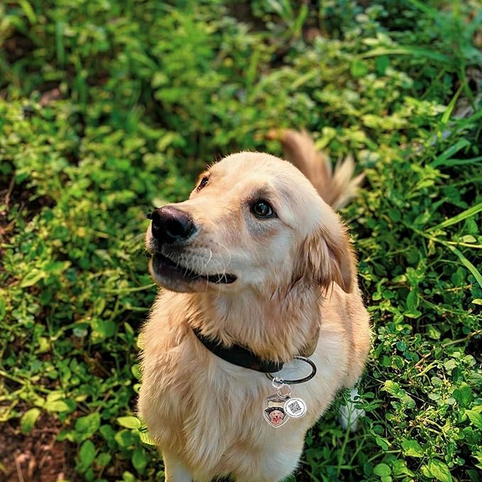 Dog Tags Personalized QR Code Dog Tags, Retro Brass Personalized Pet ID Tags Modifiable Pet Online Profile, Multiple Emergency Contact, (Labrador Retriever-2)