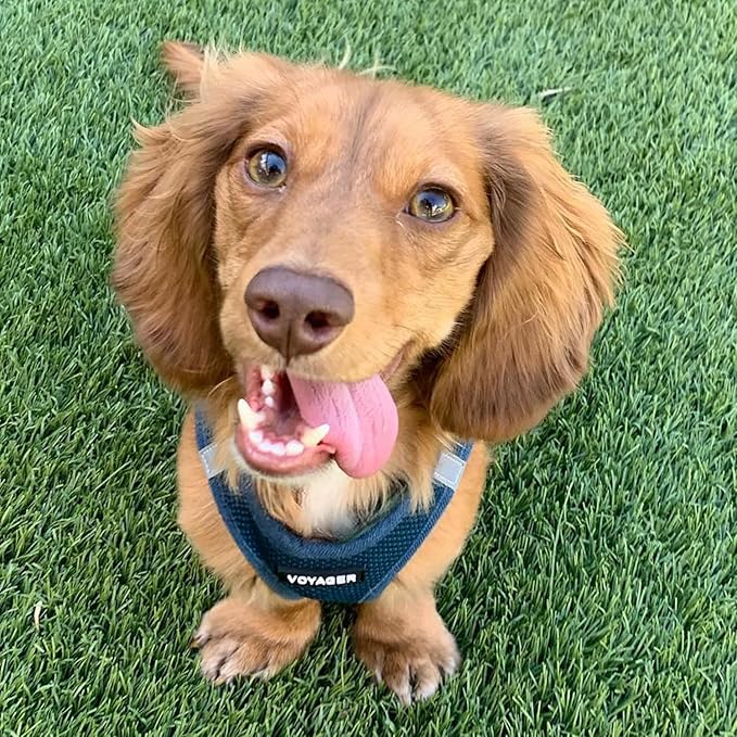 Voyager Step-in Air Dog Harness - All Weather Mesh, Reflective, No Pull Harness for Small, Medium Dogs, Cats - Secure with Hook & Loop Fastener, Buckle, Double D-Rings - Blue, XL