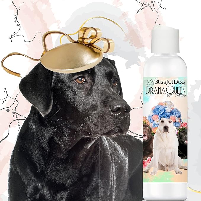 The Blissful Dog Labrador Retriever Drama Queen Dog Shampoo, 4 oz.