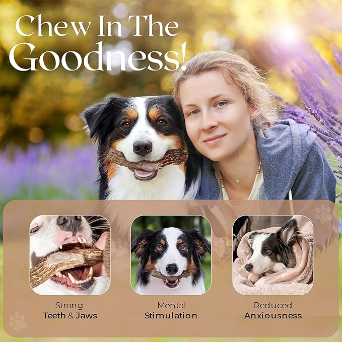 Premium White Tail Deer Antler Dog Chews, 100% All Natural, Naturally Shed Antlers, Select Cut to Size, Sanded Smooth, Dog Bones (1 Pack) (Large)