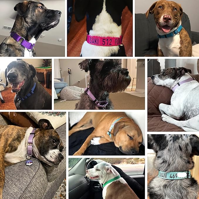 Blueberry Pet Essentials Martingale Safety Training Dog Collar, Highlighter Yellow, Large, Heavy Duty Nylon Adjustable Collars for Dogs