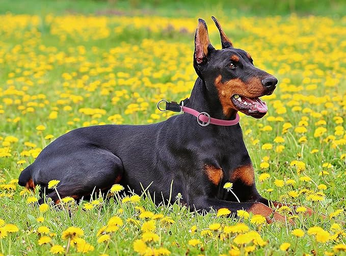 Braided Rope Collar, Pro Training Dog Collar, No Pull Round Martingale Collar, Slip Collar with Slidable Stop Ring - Ideal for Large Dogs (L(1/2") - 22" Long, Pink)