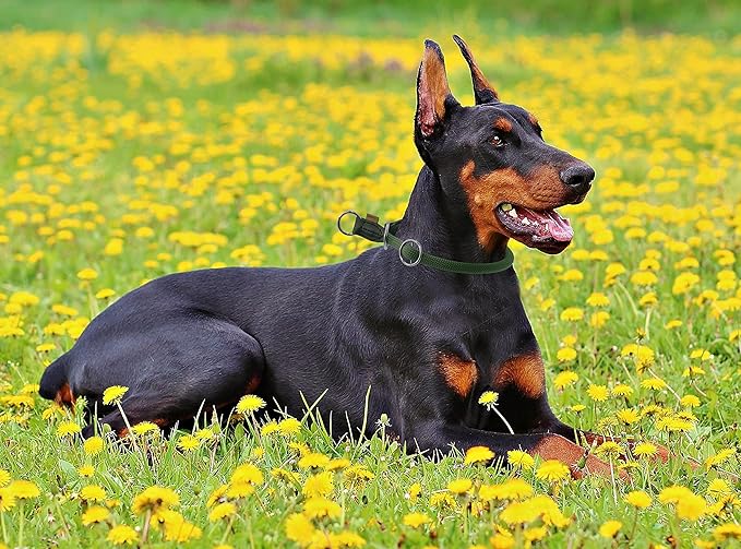 Braided Rope Collar, Pro Training Dog Collar, No Pull Round Martingale Collar, Slip Collar with Slidable Stop Ring - Ideal for Large Dogs (XL(1/2") - 26" Long, Dark Green)