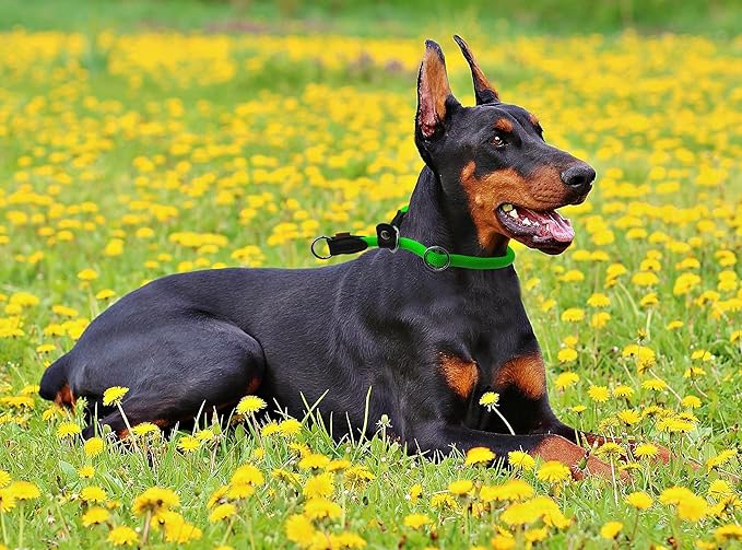 Braided Rope Collar, Training Dog Collar, Round Martingale Collar, Slip Collar with Adjustable Stopper and Slidable Stop Ring - Ideal for Extra Large Dogs (XL(1/2") - 24" Long, Light Green)