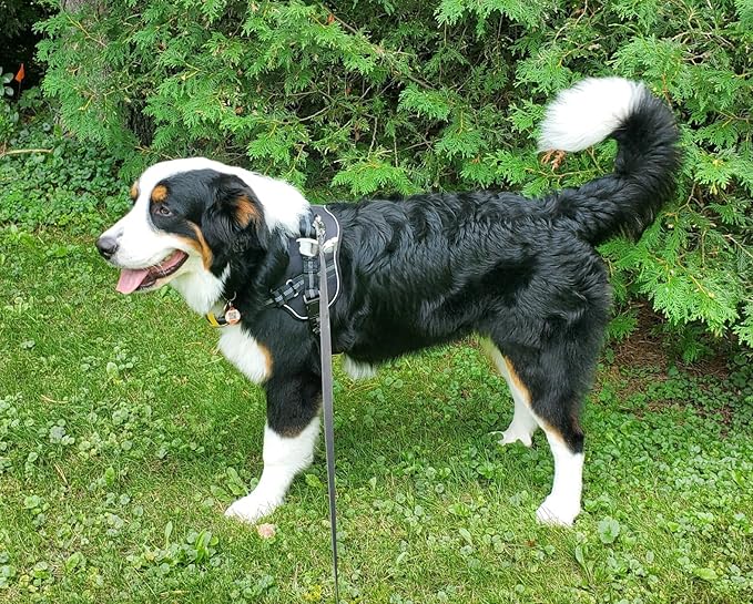 No-Pull Extra-Large Dog Harness - Tatical XL Dog Harness for Large Dog with Handle, Escape Proof Dog Vest Harness, Front Clip Reflective Adjustable Service Dog Harness (Black, Extra Large)