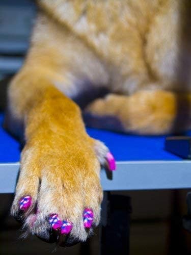 Warren London Pawdicure Dog Nail Polish Pens | Made in USA | Quick Dry, Low Odor, Non-Toxic Dog Accessories | Ideal for Dog Birthday, Dog Costume | 13 Colors | Purple