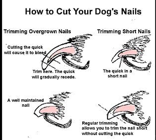 New Stainless Steel Nail Clippers For Larger Dogs Cats Clips Animal Grooming Kit with Nail Guard to Prevent Overcutting (Colors may Vary)