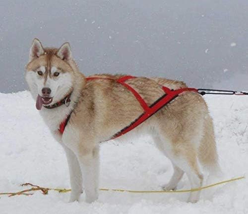 Neewa Pro Sled Dog Harness (Blue, Small (Neck 16 Chest 26 Back18))