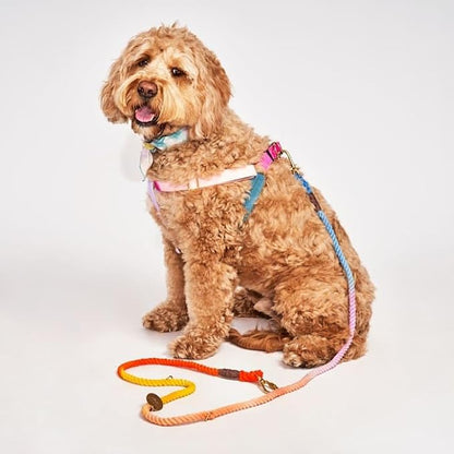 FOUND MY ANIMAL - The Original Jolie Webbing Cotton Cat & Dog Harness (Small) - Hand Dyed & Crafted Dog Harness - Adjustable, Pet Harness with Solid Brass Rings & Buckle Dog Training Harness