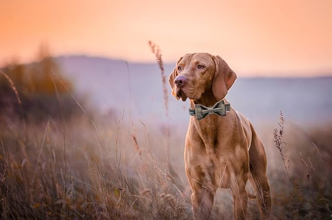 MACA Bates Dog Brown Woolen Collar with Nylon- Warm and Soft Bows Dog Collar for Large Medium Small Dogs, Adjustable Dog Collar with Metal Buckle for Boy and Girl in Winter, XS Puppy Collar