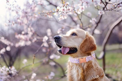 Lionet Paws Dog Collar, Comfortable Adjustable Cute Collar with Metal Buckle for Male Female Puppies Gift, Purple Daisy, XS, Neck 8-12 inches