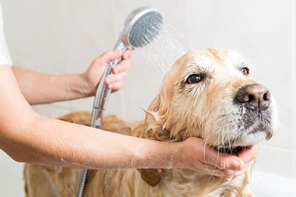 Remedy Pet Shampoo with Shea Moisture - All Natural, Dry Skin and Itch Relief - Cleans, Deodorizes and Conditions - 16oz