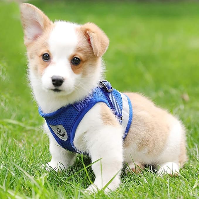 Cat Harnesses for Small Dogs - Cat Harnesses and Leashes for Walking, Adjustable Reflective Step in Dog Harness for Small Dog and Cat (Blue, XS (10.2” – 11.4”))