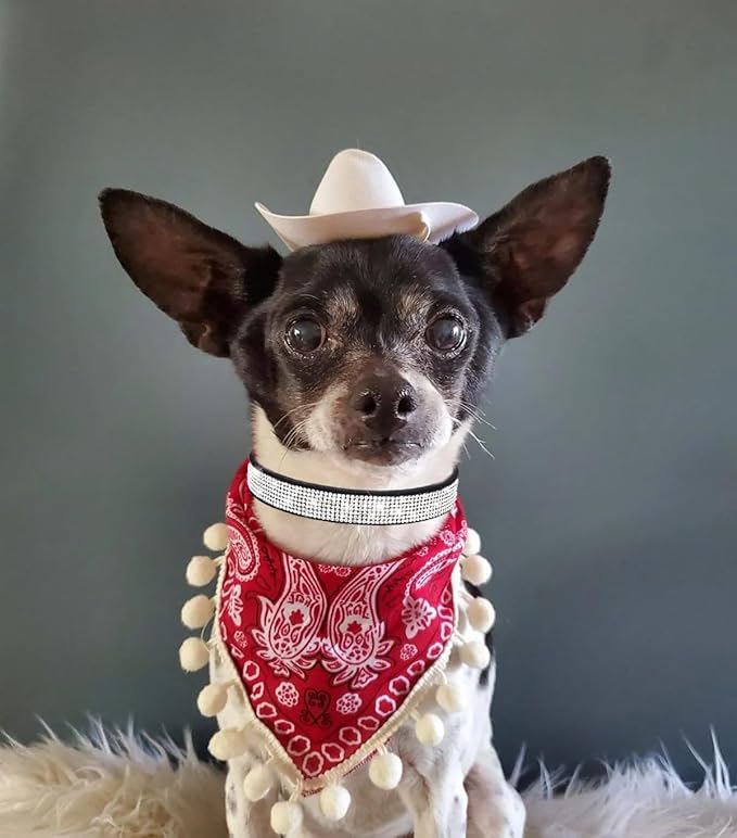 Diamond XS Dog Collar Girl, Bling Dog Collar with Rhinestone Crystal Glitter Female Dog Collars for Puppy XXS XS Small Dogs and Cats, Dark Red, XS