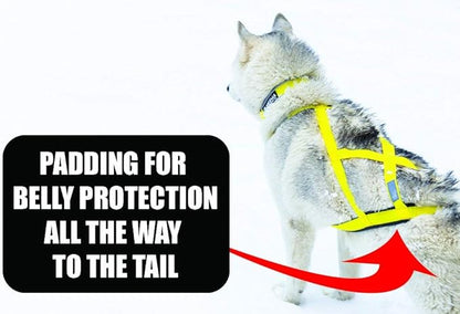 Neewa Pro Sled Dog Harness (Yellow, XXX- Large (Neck 22 Chest 38 Back 26))