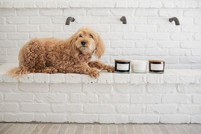 Sand + Paws Scented Candle - Gardenia - Additional Scents and Sizes –Luxurious Air Freshening Jar Candles Neutralize pet Odors and Enhance Home décor – 100% Cotton Lead-Free Wicks - 12 oz