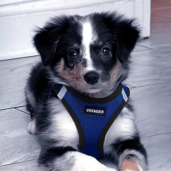 Voyager Step-in Air Dog Harness - All Weather Mesh, Reflective, No Pull Harness for Small, Medium Dogs, Cats - Secure with Hook & Loop Fastener, Buckle, Double D-Rings - Royal Blue/Black Trim, XXS