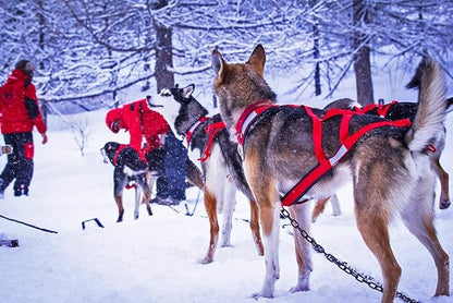 Neewa X-Back Racing Harness - Large/X-Large, Black | High-Performance Mushing Gear | Slim Long-Bodied Canines | Neck 17in, Chest 31in, Back 26in