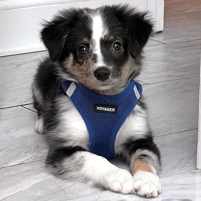 Voyager Step-in Air Dog Harness - All Weather Mesh, Reflective, No Pull Harness for Small, Medium Dogs, Cats - Secure with Hook & Loop Fastener, Buckle, Double D-Rings - Royal Blue, S