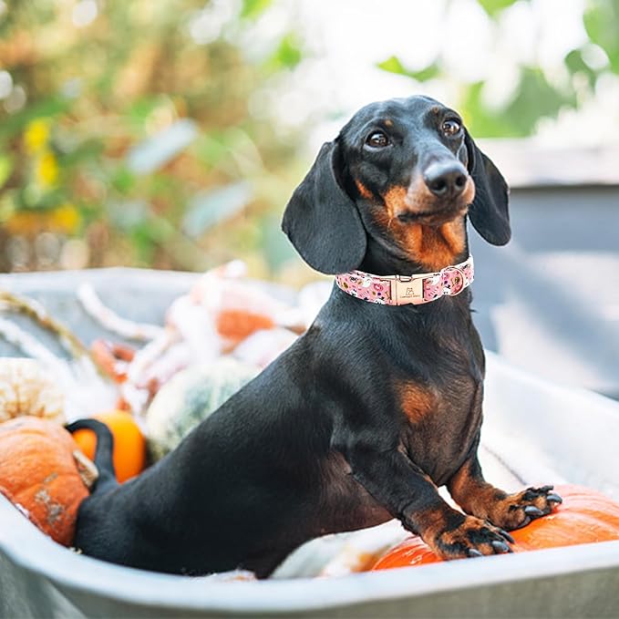 Lionheart glory Dog Collar Fall Halloween Pumpkin Collars Dog Heavy Comfortable Adjustable Pink Dog Collar for Medium Collar Dogs Girls Boys Dog Collar Cute Pet Gift