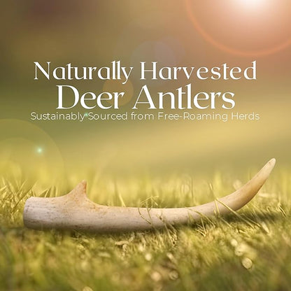 Premium White Tail Deer Antler Dog Chews, 100% All Natural, Naturally Shed Antlers, Select Cut to Size, Sanded Smooth, Dog Bones (1 Pack) (Medium)